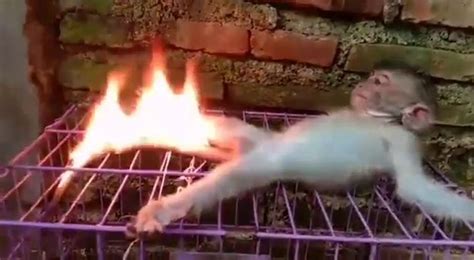 Animal rights activists have slammed the social media . . Baby monkeys getting tortured